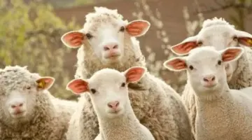 العجول البقرية تبدأ من 200 جنيه.. أسعار الأضاحي قبل عيد الأضحى 2026